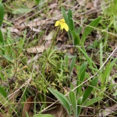 Diuris chryseopsis at Hughes, ACT - suppressed