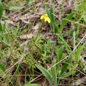 Diuris chryseopsis at Hughes, ACT - suppressed