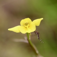 Diuris chryseopsis at Hughes, ACT - suppressed