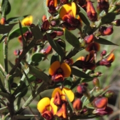 Daviesia ulicifolia subsp. ruscifolia (Broad-leaved Gorse Bitter Pea) at Black Mountain - 11 Sep 2021 by pinnaCLE
