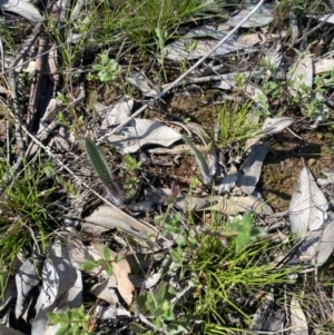 Caladenia actensis at suppressed - suppressed