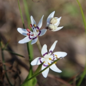 Wurmbea dioica subsp. dioica at Hughes, ACT - 8 Sep 2021 03:40 PM