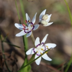 Wurmbea dioica subsp. dioica (Early Nancy) at Hughes, ACT - 8 Sep 2021 by LisaH