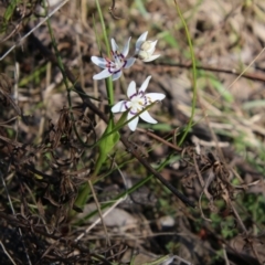 Wurmbea dioica subsp. dioica at Hughes, ACT - 8 Sep 2021