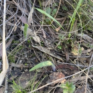 Caladenia atrovespa at Downer, ACT - suppressed