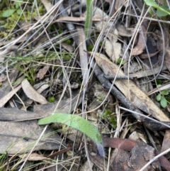 Caladenia atrovespa (Green-comb Spider Orchid) at Mount Majura - 8 Sep 2021 by RangerRiley