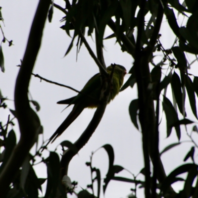 Polytelis swainsonii (Superb Parrot) at Hughes Grassy Woodland - 8 Sep 2021 by LisaH