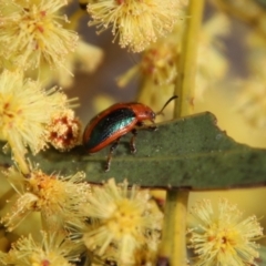 Calomela curtisi (Acacia leaf beetle) at Hughes Grassy Woodland - 10 Sep 2021 by LisaH