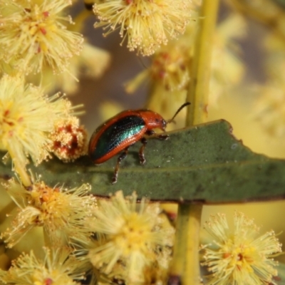 Calomela curtisi (Acacia leaf beetle) at Hughes Grassy Woodland - 10 Sep 2021 by LisaH