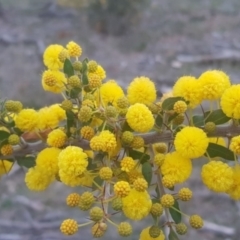 Acacia paradoxa (Kangaroo Thorn) at Watson, ACT - 12 Sep 2021 by MPW