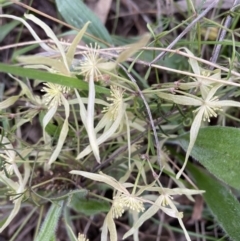 Clematis leptophylla (Small-leaf Clematis, Old Man's Beard) at Red Hill Nature Reserve - 12 Sep 2021 by KL