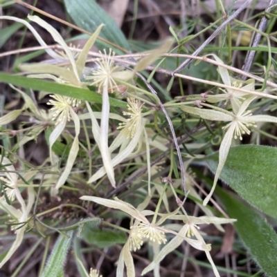 Clematis leptophylla (Small-leaf Clematis, Old Man's Beard) at Red Hill Nature Reserve - 12 Sep 2021 by KL