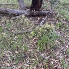 Clematis leptophylla at Red Hill, ACT - 12 Sep 2021