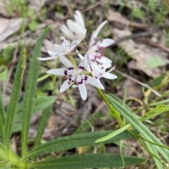 Wurmbea dioica subsp. dioica (Early Nancy) at Hughes, ACT - 12 Sep 2021 by KL