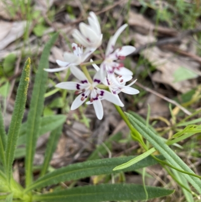 Wurmbea dioica subsp. dioica (Early Nancy) at Hughes, ACT - 12 Sep 2021 by KL