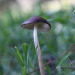 Oudemansiella gigaspora group (Rooting Shank) at Red Hill to Yarralumla Creek - 7 Sep 2021 by LisaH