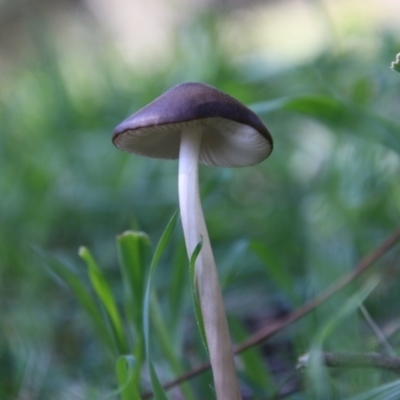 Oudemansiella 'radicata group' (Rooting shank) at Deakin, ACT - 7 Sep 2021 by LisaH