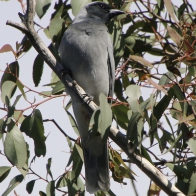 Coracina novaehollandiae (Black-faced Cuckooshrike) at Deakin, ACT - 7 Sep 2021 by LisaH