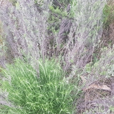 Chrysocephalum semipapposum (Clustered Everlasting) at Watson, ACT - 12 Sep 2021 by MAX