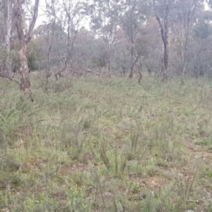 Chrysocephalum semipapposum at Watson, ACT - 12 Sep 2021