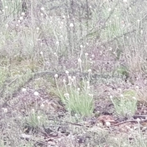 Chrysocephalum semipapposum at Watson, ACT - 12 Sep 2021