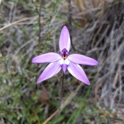 Glossodia major (Wax Lip Orchid) at Black Mountain - 12 Sep 2021 by LD12