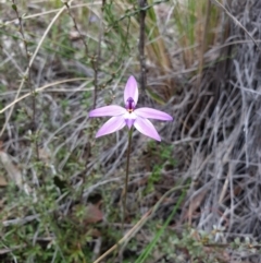 Glossodia major at Bruce, ACT - suppressed