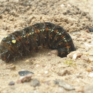 Apina callisto at O'Connor, ACT - 12 Sep 2021 04:18 PM