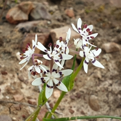 Wurmbea dioica subsp. dioica (Early Nancy) at Black Mountain - 12 Sep 2021 by LD12