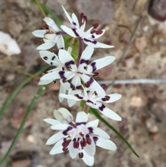 Wurmbea dioica subsp. dioica at O'Connor, ACT - 12 Sep 2021
