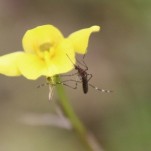 Aedes sp. (genus) at Hughes, ACT - 12 Sep 2021