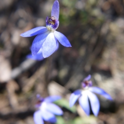 Cyanicula caerulea (Blue Fingers, Blue Fairies) at Downer, ACT - 11 Sep 2021 by ClubFED
