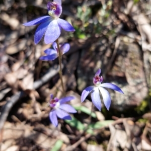 Cyanicula caerulea at Downer, ACT - suppressed