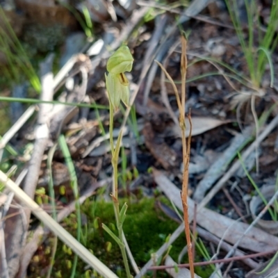Bunochilus umbrinus (Broad-sepaled Leafy Greenhood) at Black Mountain - 11 Sep 2021 by ClubFED