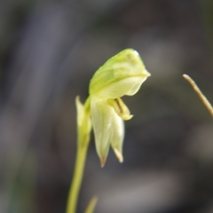 Bunochilus umbrinus (ACT) = Pterostylis umbrina (NSW) at suppressed - suppressed