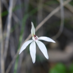 Caladenia fuscata (Dusky Fingers) at Canberra Central, ACT - 11 Sep 2021 by ClubFED