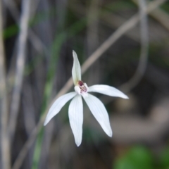 Caladenia fuscata (Dusky Fingers) at Black Mountain - 11 Sep 2021 by ClubFED