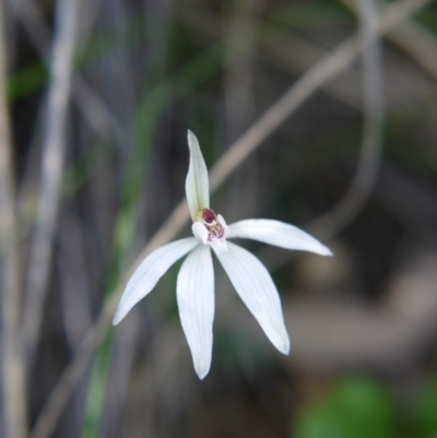 Caladenia fuscata (Dusky Fingers) at Black Mountain - 11 Sep 2021 by ClubFED