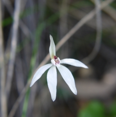 Caladenia fuscata (Dusky Fingers) at Canberra Central, ACT - 11 Sep 2021 by ClubFED