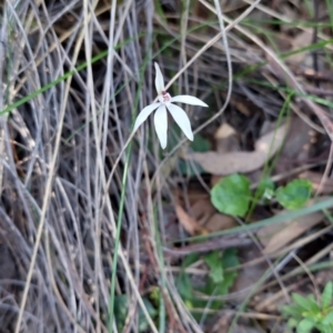 Caladenia fuscata at Undefined Area - suppressed