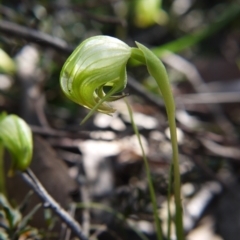 Pterostylis nutans (Nodding Greenhood) at Molonglo Valley, ACT - 11 Sep 2021 by ClubFED