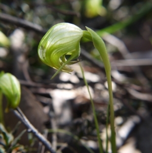 Pterostylis nutans at Point 5204 - suppressed