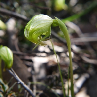 Pterostylis nutans (Nodding Greenhood) at Molonglo Valley, ACT - 11 Sep 2021 by ClubFED