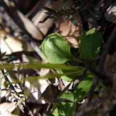 Pterostylis nutans at Undefined Area - suppressed