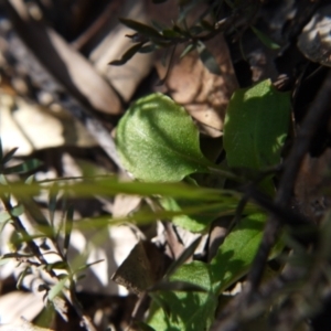 Pterostylis nutans at Undefined Area - suppressed