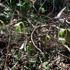 Pterostylis nutans at Undefined Area - suppressed