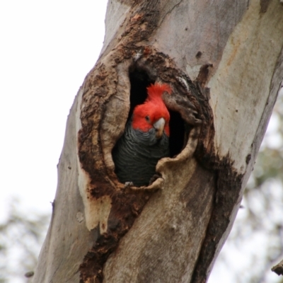 Callocephalon fimbriatum (Gang-gang Cockatoo) at GG199 - 12 Sep 2021 by LisaH