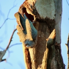 Callocephalon fimbriatum (Gang-gang Cockatoo) at GG268 - 11 Sep 2021 by LisaH