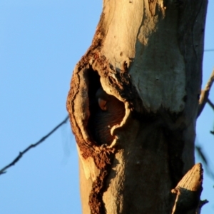 Callocephalon fimbriatum at Red Hill, ACT - suppressed