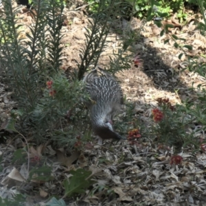 Anthochaera carunculata at Gungahlin, ACT - 3 Sep 2021